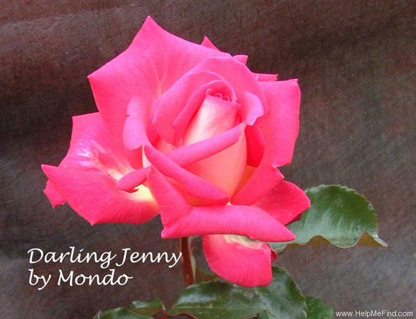 'Darling Jenny' rose photo