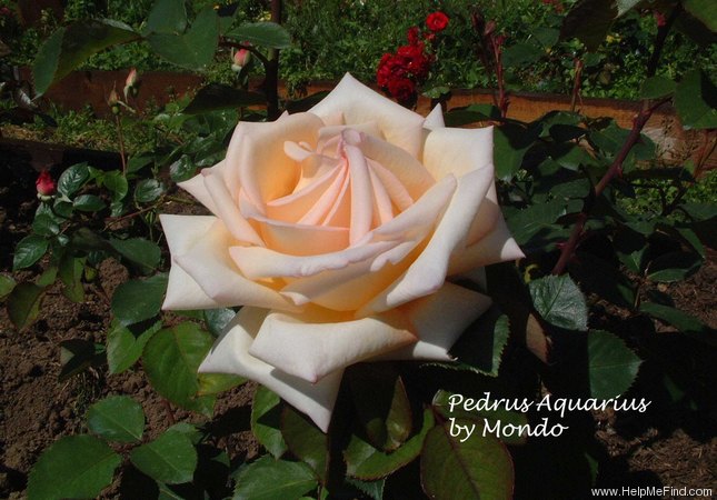 'Pedrus Aquarius' rose photo