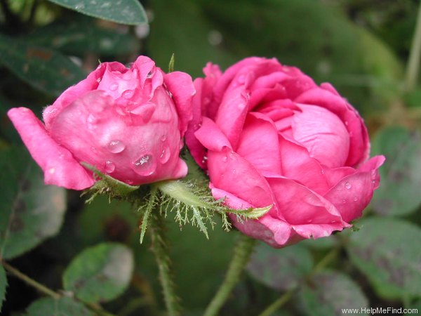 'Madame de la Rôche-Lambert' rose photo