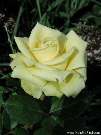 'Lanvin' rose photo
