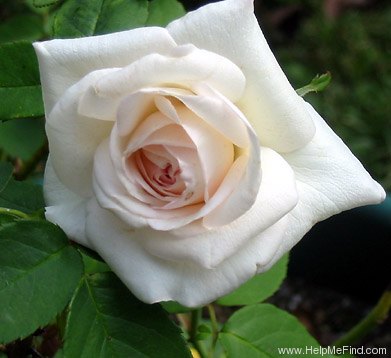 'Marie Accarie' rose photo