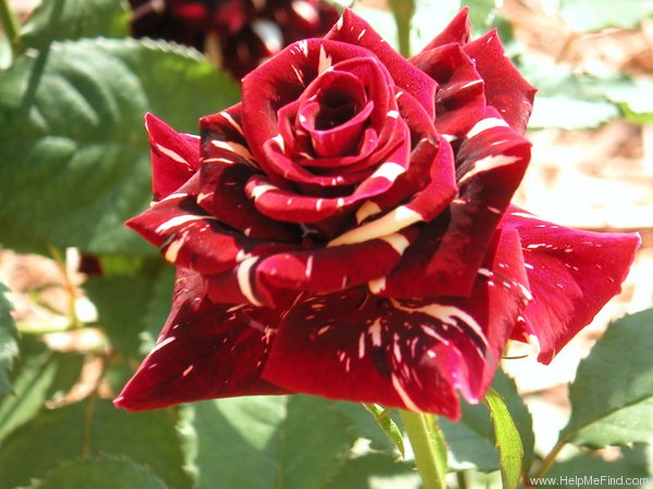 'KORpocus' rose photo