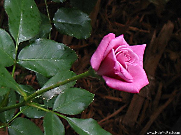'Plum Pudding ™' rose photo