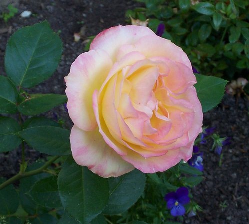 'Norde Rose'  photo