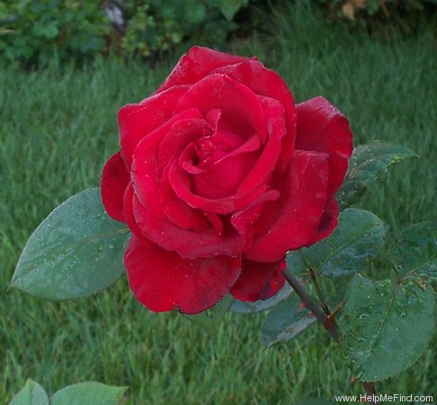 'Love's Magic' rose photo