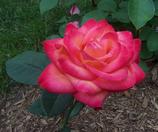 'Norde Rose'  photo