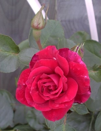 'Norde Rose'  photo