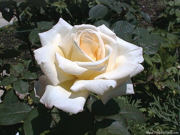 'Garden Party (hybrid tea, Swim, 1959)' rose photo