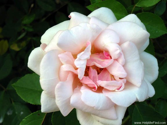 'Rêve d'Or' rose, click to enlarge 'Rêve d'Or' rose photo