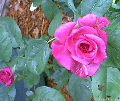 'Purple Passion ™' rose photo