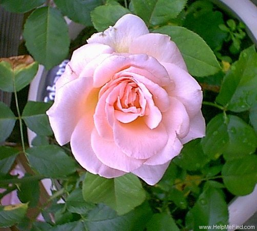 'Johann Strauss ®' rose, click to enlarge 'Johann Strauss ®' rose photo