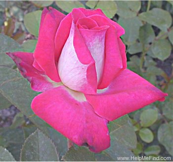 'Acapella ® (hybrid tea, Evers/Tantau, 1994)' rose photo