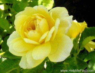 'Lemon Zest™' rose photo