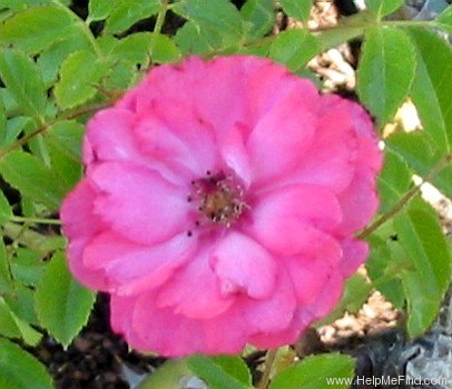 'Electric Blanket ®' rose photo