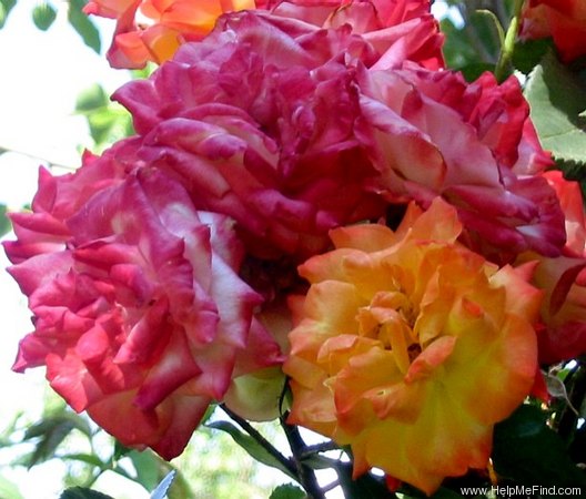 'Piñata' rose, click to enlarge 'Piñata' rose photo