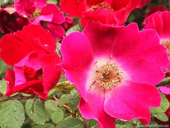 '<i>Rosa moyesii</i> 'Highdownensis'' rose photo