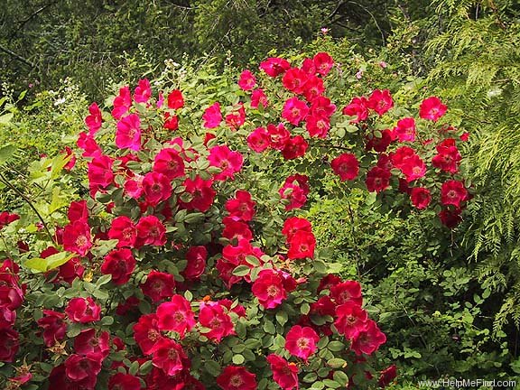 '<i>Rosa moyesii</i> 'Highdownensis'' rose photo