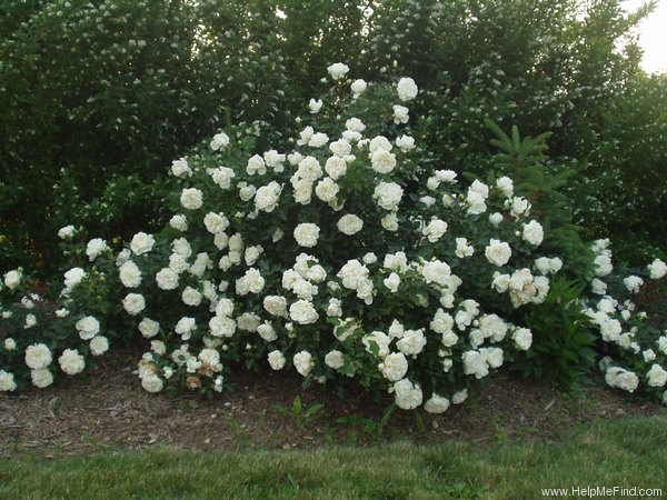 'White Meidiland' rose photo