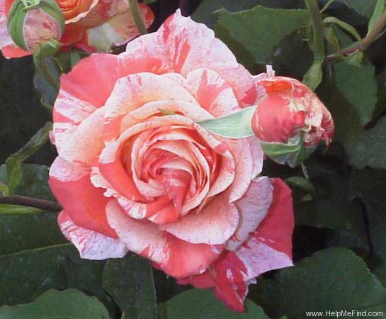 'MACtemaik' rose photo
