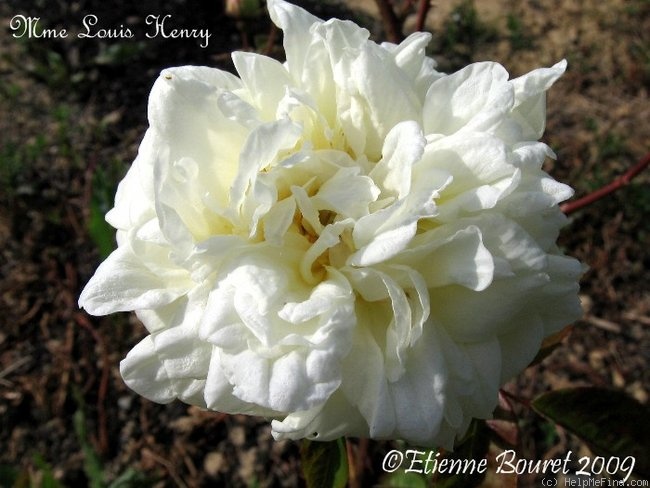 'Madame Louis Henry' rose photo