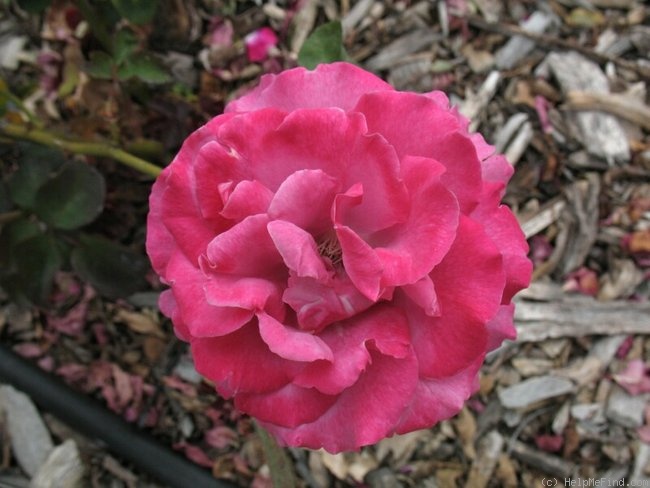 'Angel Face, Cl. (cl. floribunda, Haight 1981)' rose photo