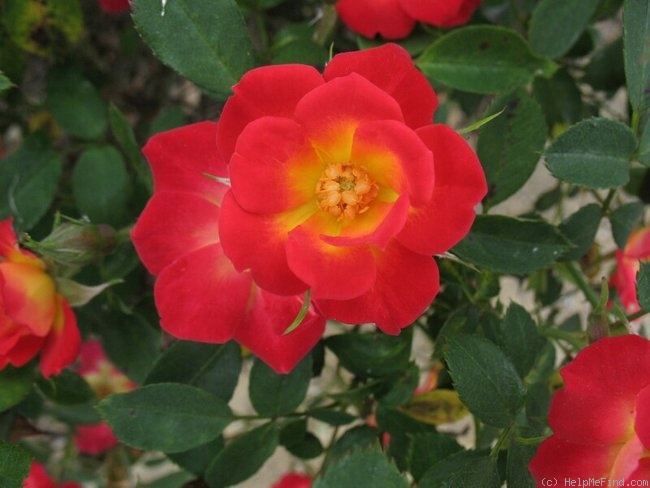 'Why Not (miniature, Moore, 1983)' rose photo