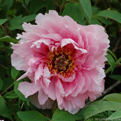 'Jeanne d'Arc (hybrid suffruticosa, Seneclauze, 1889)' peony photo