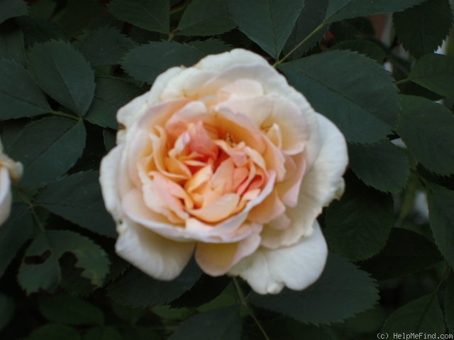 'Frühlingsduft (Hybrid Spinossima, Kordes, 1949)' rose photo