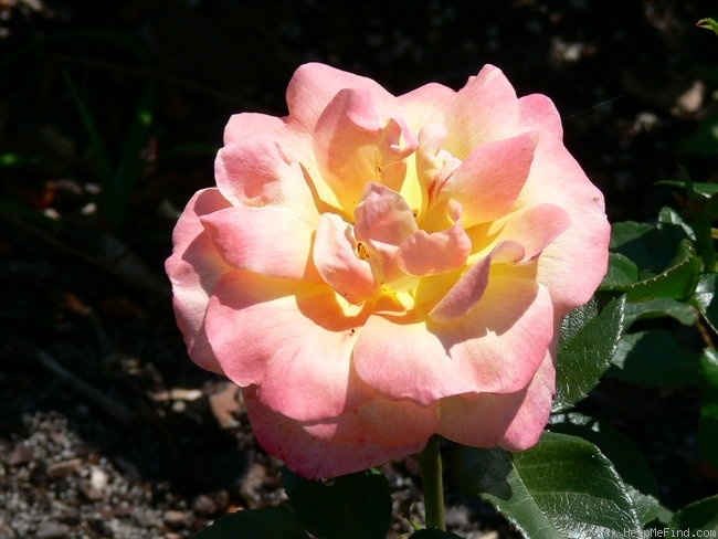 'Tzigane ® (floribunda, Meilland, 2008)' rose photo