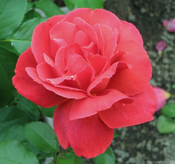 'Cinnamon Twist ™' rose photo