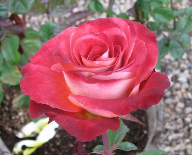 'Léonidas' Rose