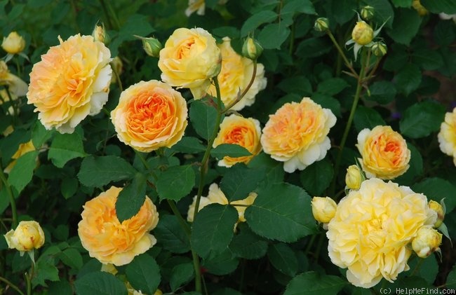 'Molineux' rose, click to enlarge 'Molineux' rose photo