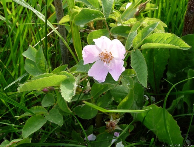 '<i>Rosa abietina </i>Gren. ex Christ' rose photo