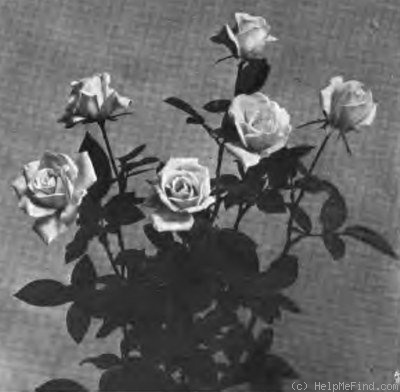 'Killarney Double White' rose photo