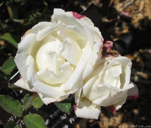 'Killarney Double White' rose photo