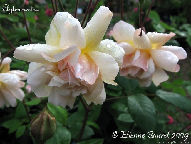 'Clytemnestra' rose photo