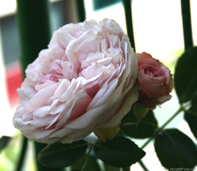 'Giardina (climber, Evers/Tantau, 1997/2008)' rose photo