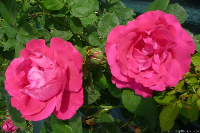 'Ulrich Brunner' rose photo