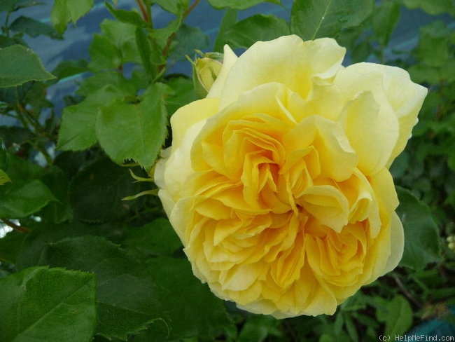 'Happy Child' rose photo