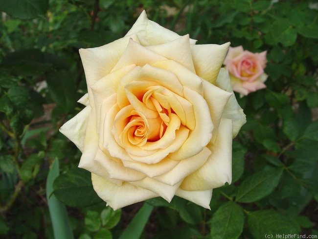 'Candlelight ™ (hybrid tea, Swim & Christensen, 1982)' rose photo