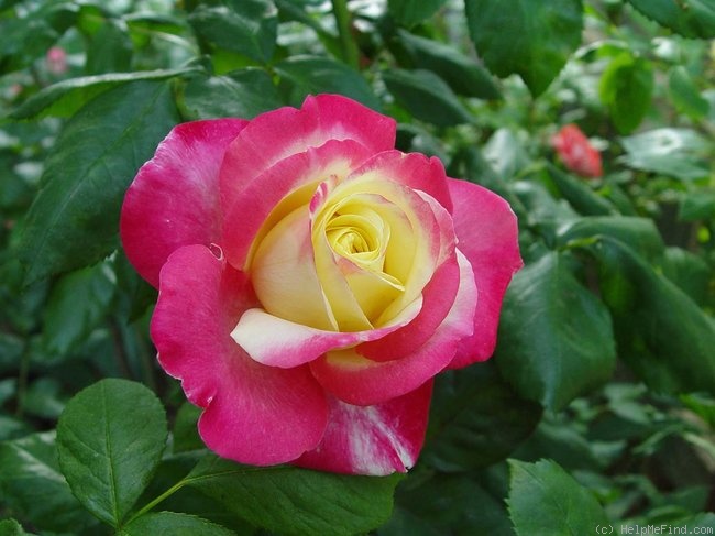 'Double Perfection ™' rose photo