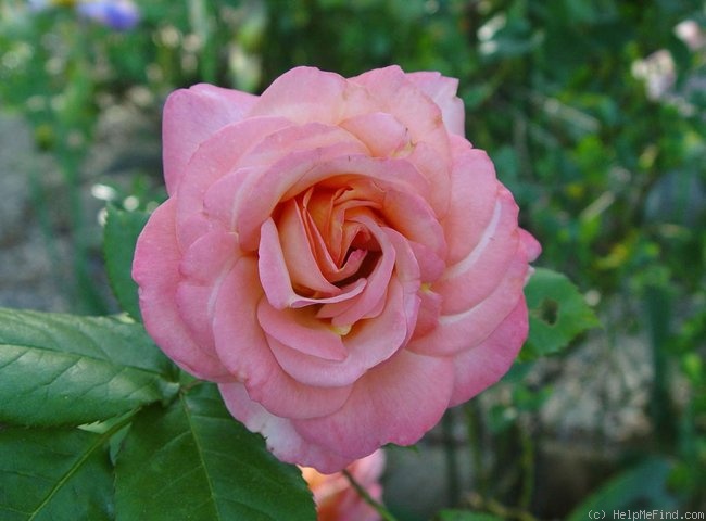 'Rejoice' rose photo