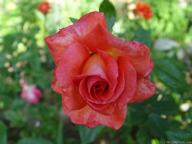 'Robert Clements' rose photo