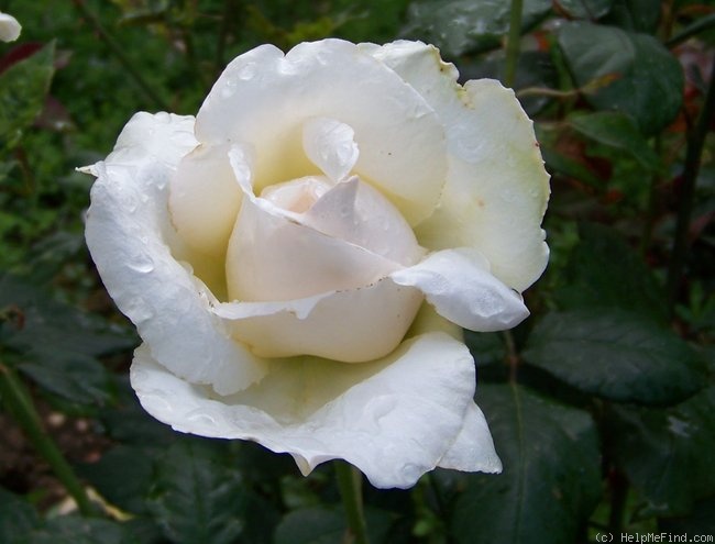 'Caroline Victoria (Hybrid Tea, Harkness, 2006)' rose photo