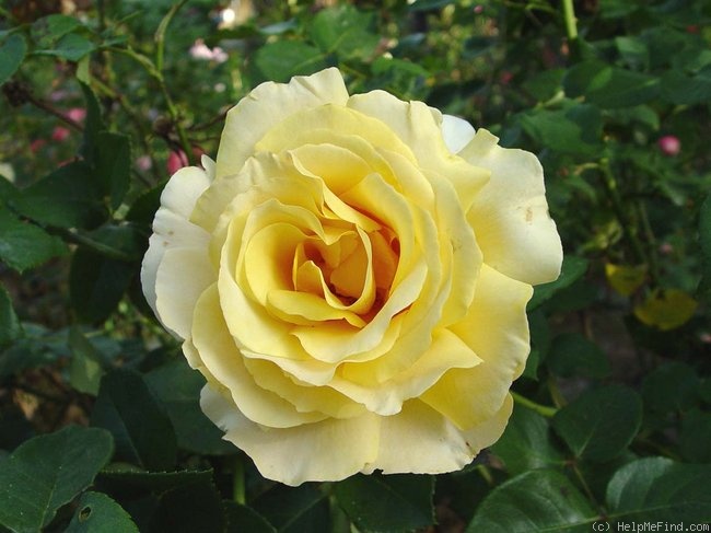 'Tivoli Gardens' rose photo