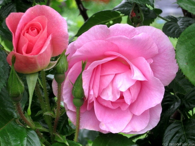 'Pink Robusta ®' rose photo