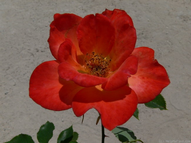 'Warm Welcome' rose photo