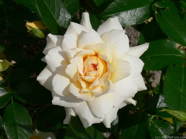 'Nadine Xella-Ricci®' rose photo