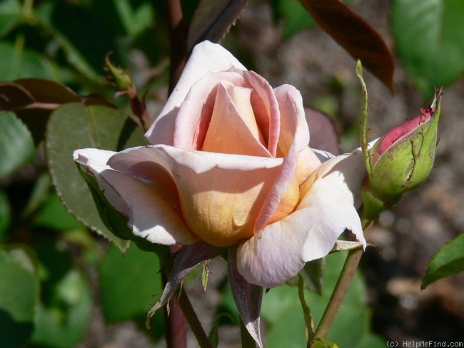 'Juliane®' rose photo