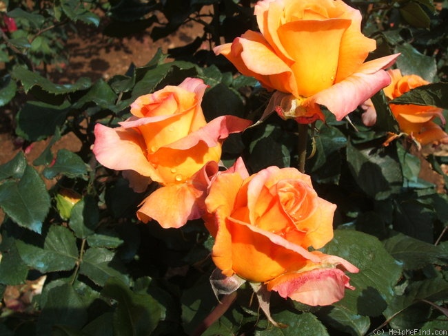 'Adolf Horstmann ®' rose photo